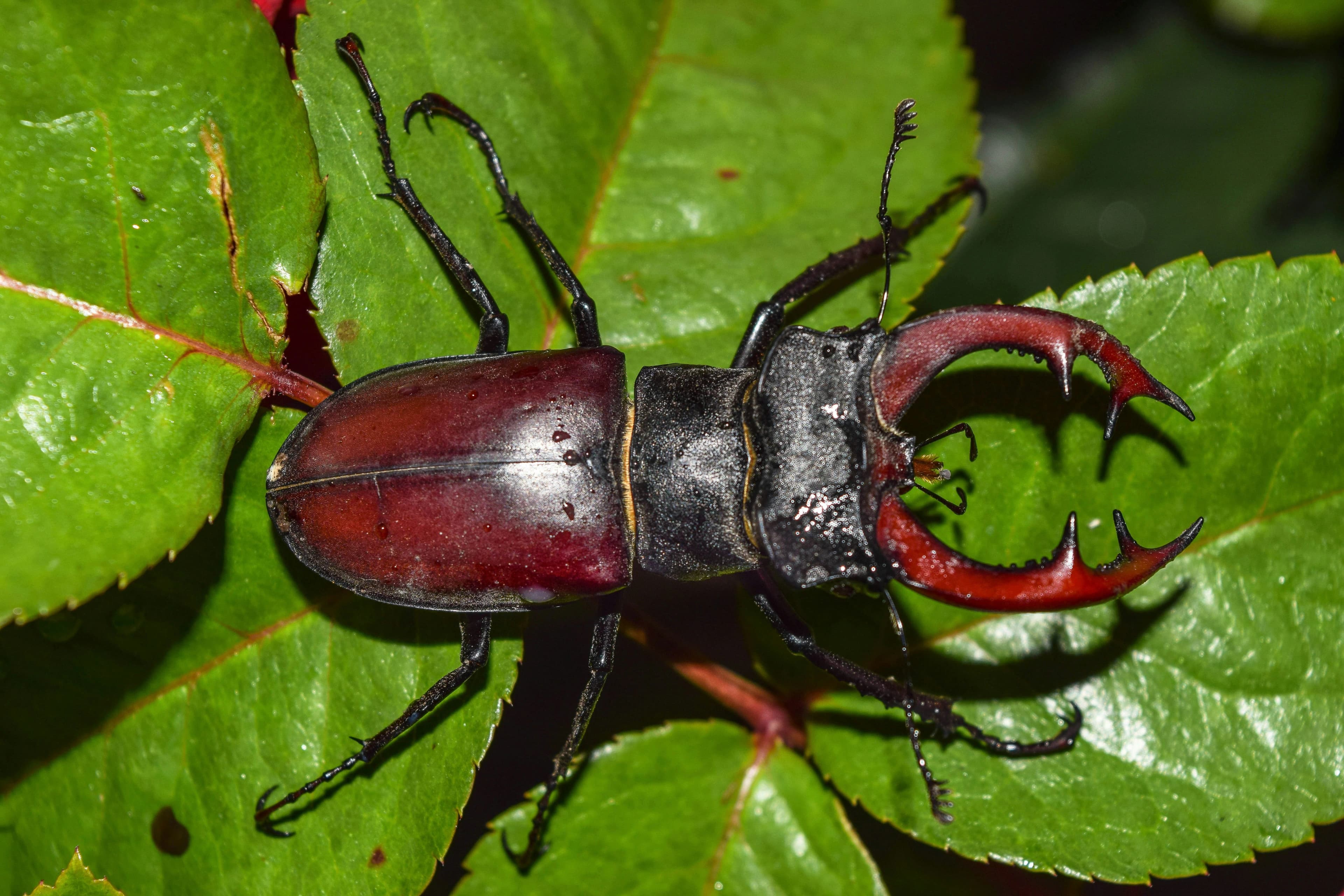 Insects pest control service